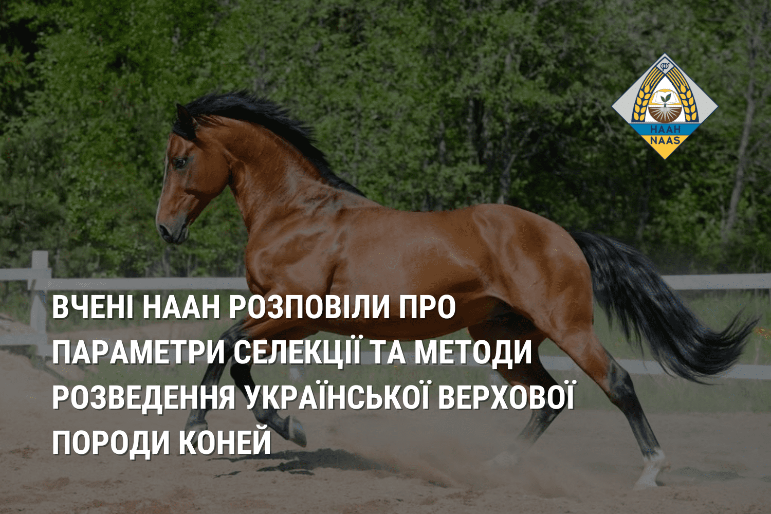 Вчені НААН розповіли про параметри селекції та методи розведення української верхової породи коней